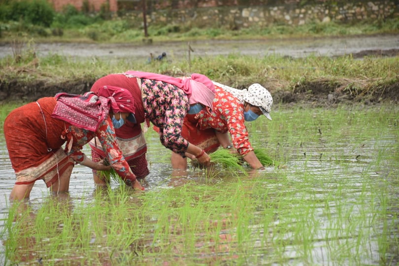 कोरोना कहरका बीचमा पनि खुमलटारमा धान रोपाइँ (फाेटाेफिचर)