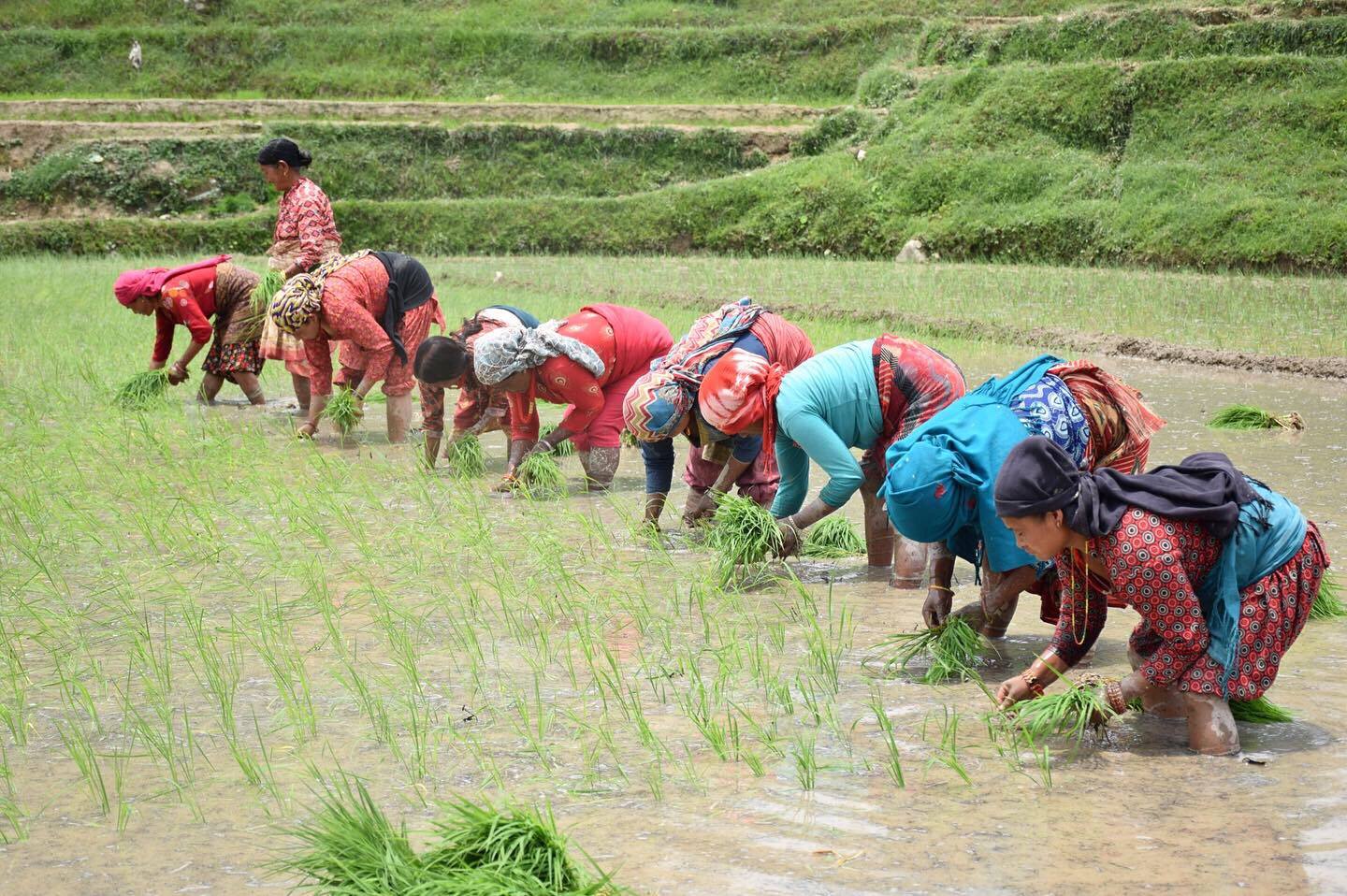 असारे मेलोमा व्यस्त किसान(फाेटाेफिचर)