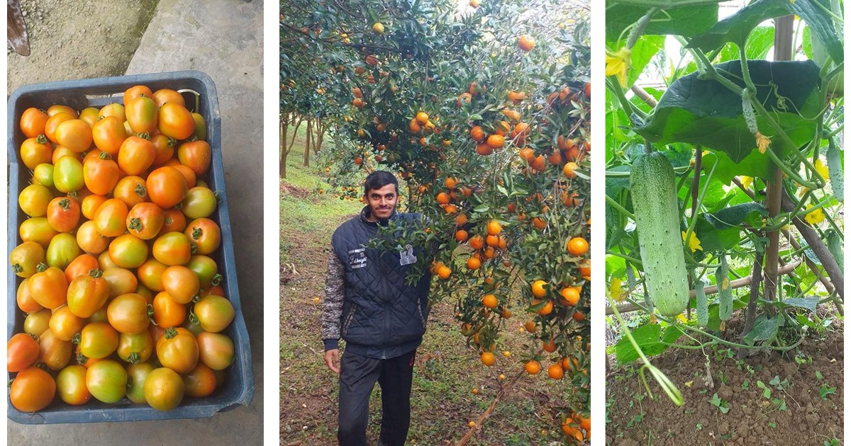 लकडाउनलाई अवसरमा बदल्दै भण्डारीः कृषि पढ्दै, कृषि गर्दै !