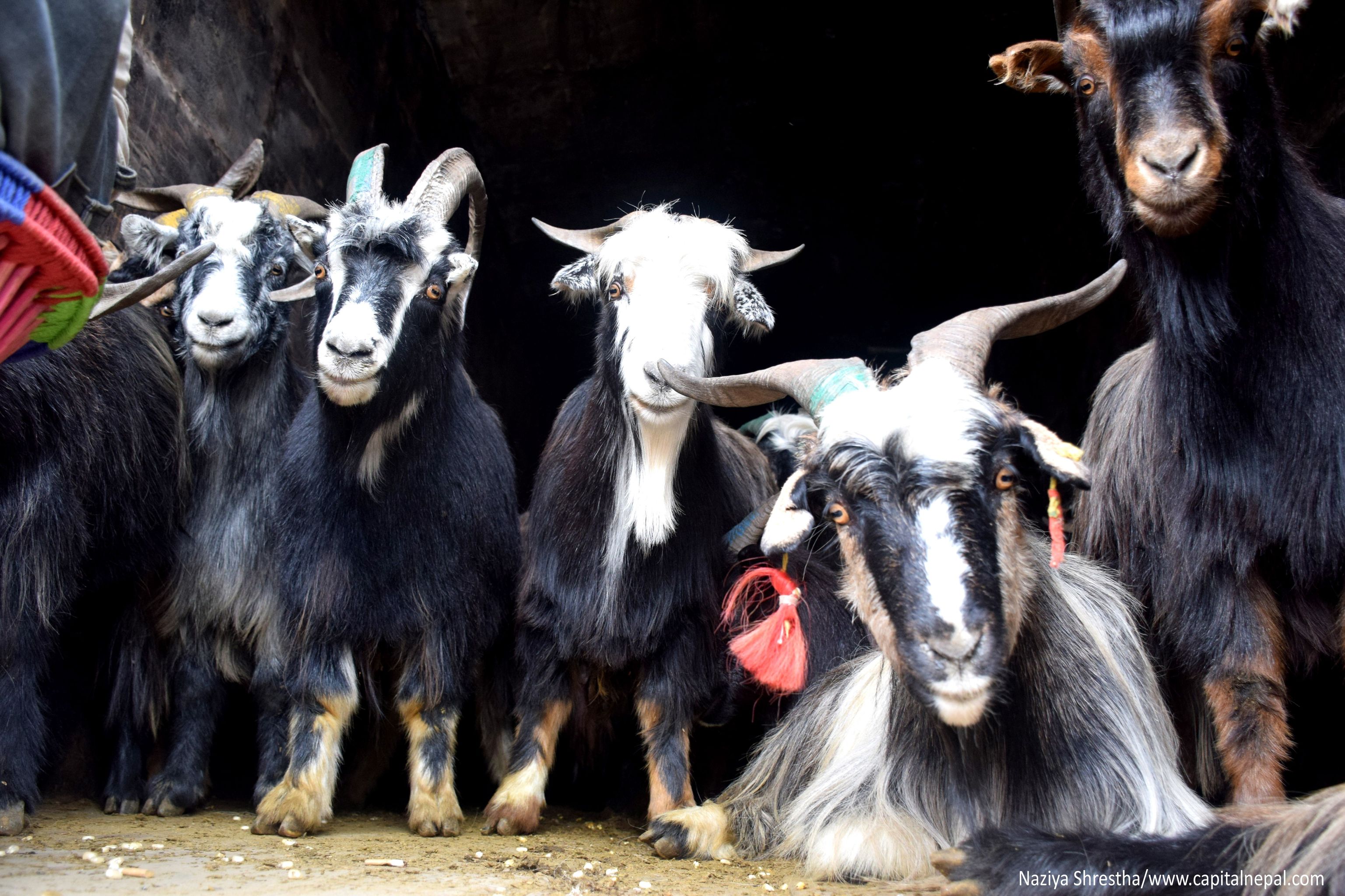 खाद्य कम्पनीले तत्काल २ हजार मात्रै खसीबोका ल्याउने