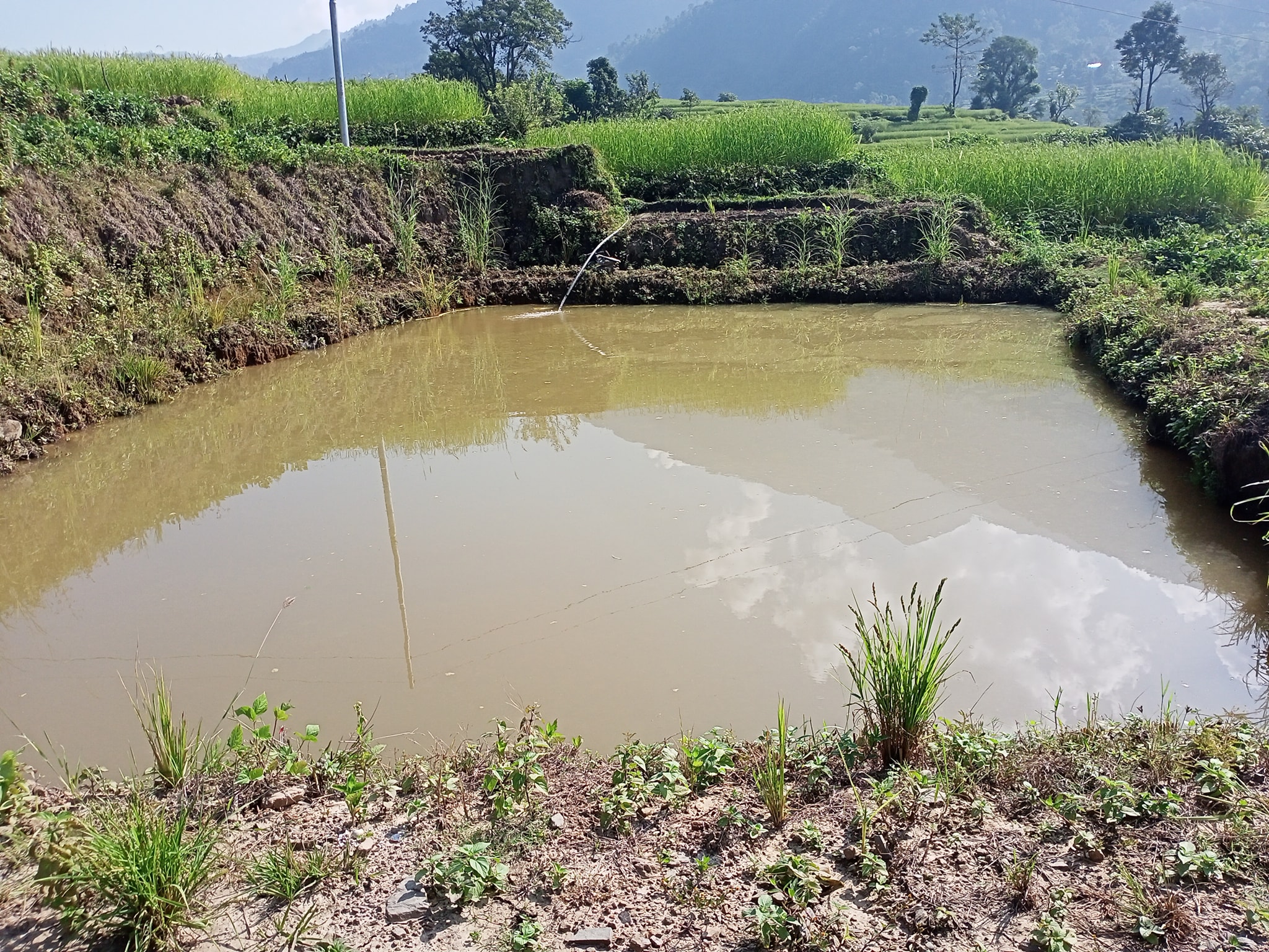  बन्दाबन्दीमा गाउँमै माछापालन गर्ने फुरेकाे आइडिया