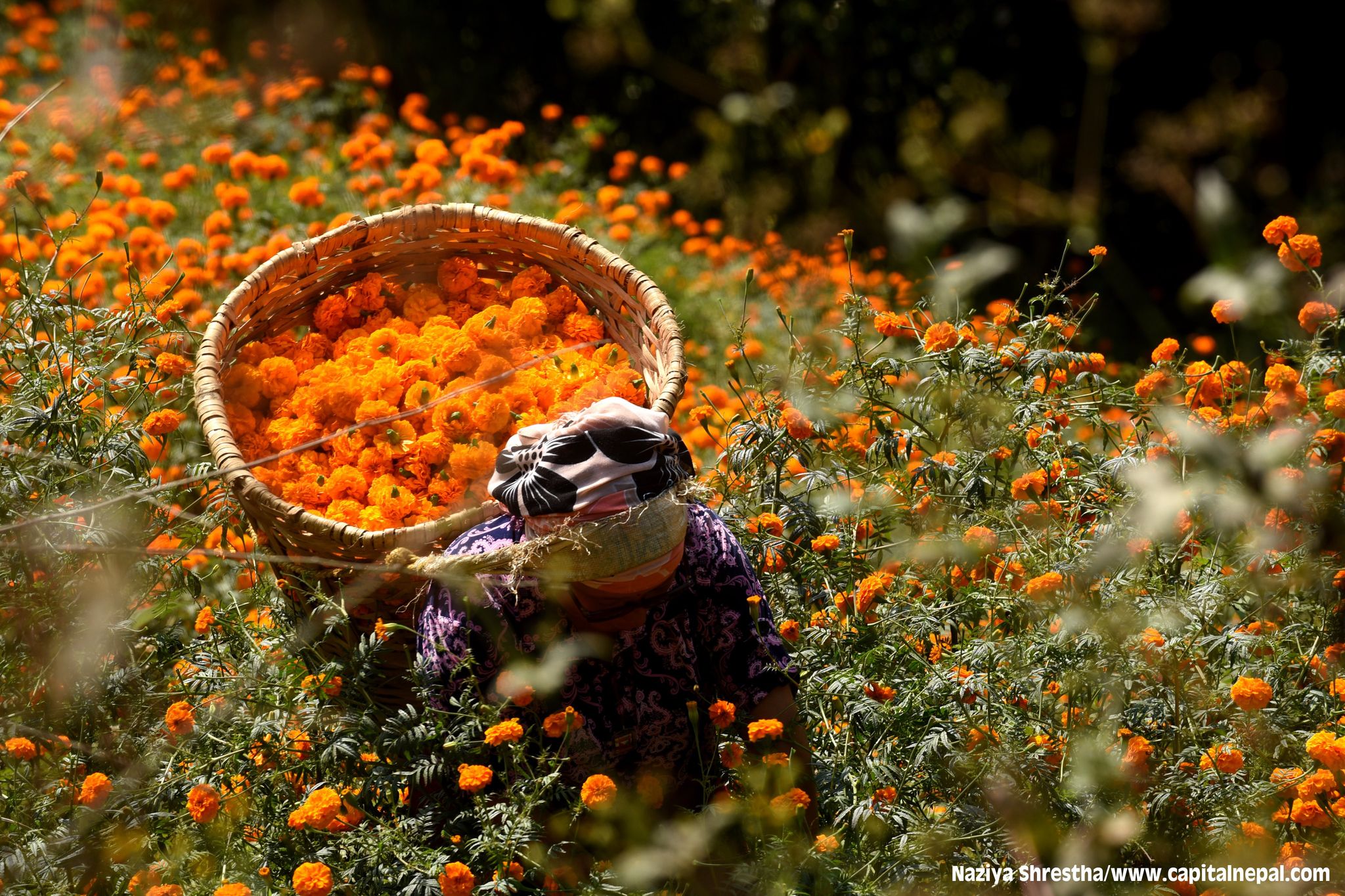 तिहार नजिकिएसँगै किसानलाई फुल टिप्ने चटारो(फोटो फिचर)