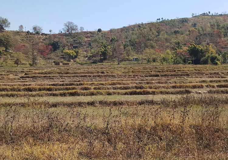  हिउँदे वर्षा  नहुँदा ५० देखि ७० प्रतिशत उत्पादन घट्ने