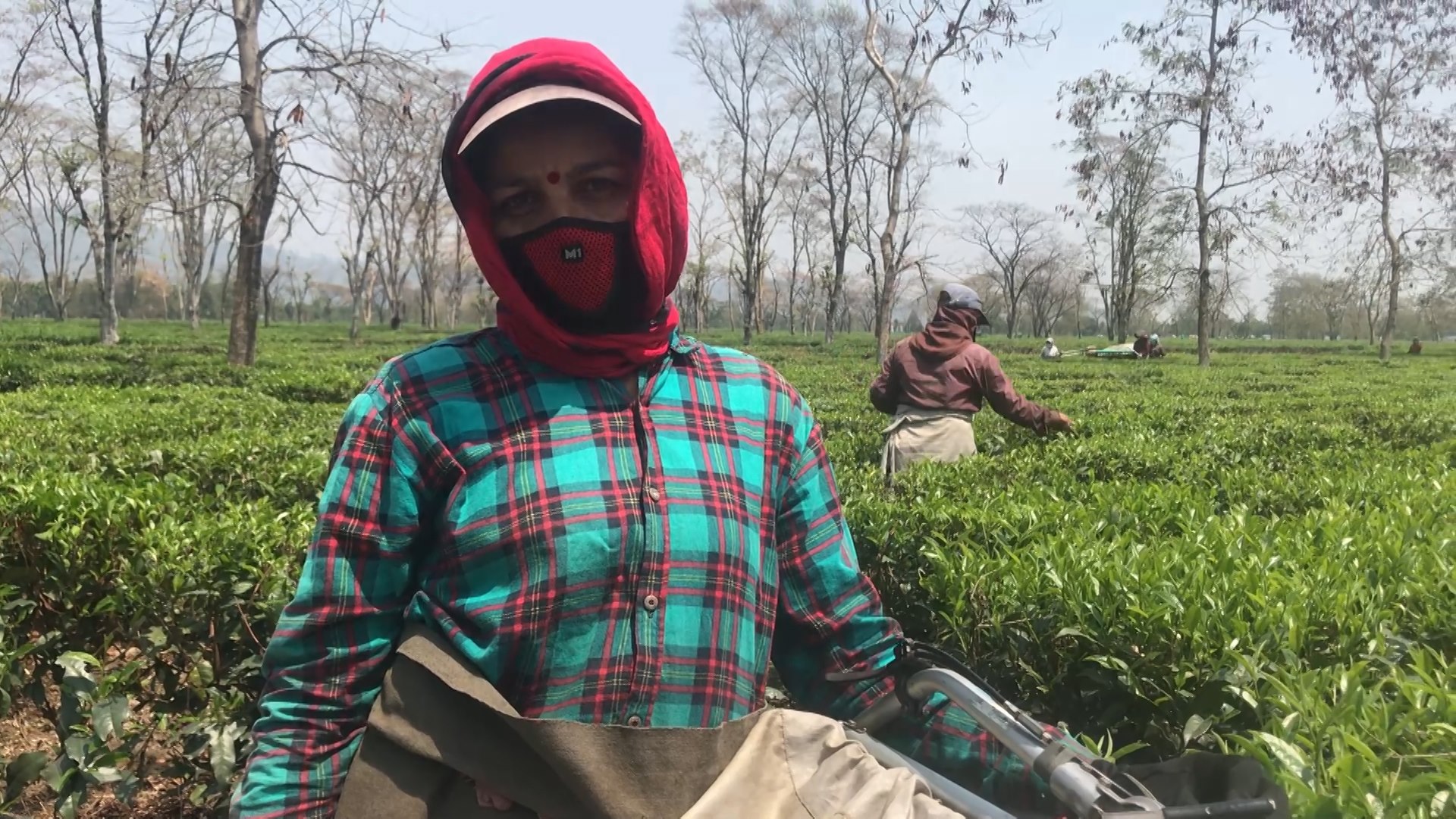 चिया बगानका मजदूरलाई मालिकको चेतावनी ‘कि राजीनामा दिनुस्, कि काम गर्न आउनुस्,’ जोखिम मोलेरै काम गर्न बाध्य