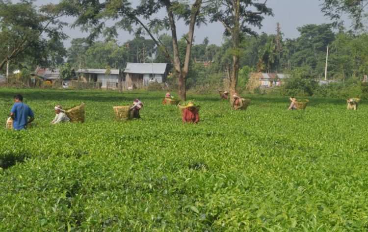  झापाका चिया क्षेत्र २६ दिनपछि खुल्यो