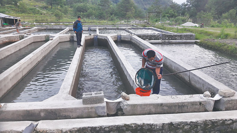 ट्राउट माछापालनमा युवाको आकर्षण बढ्दो, उत्पादन १० गुणा वृद्धि