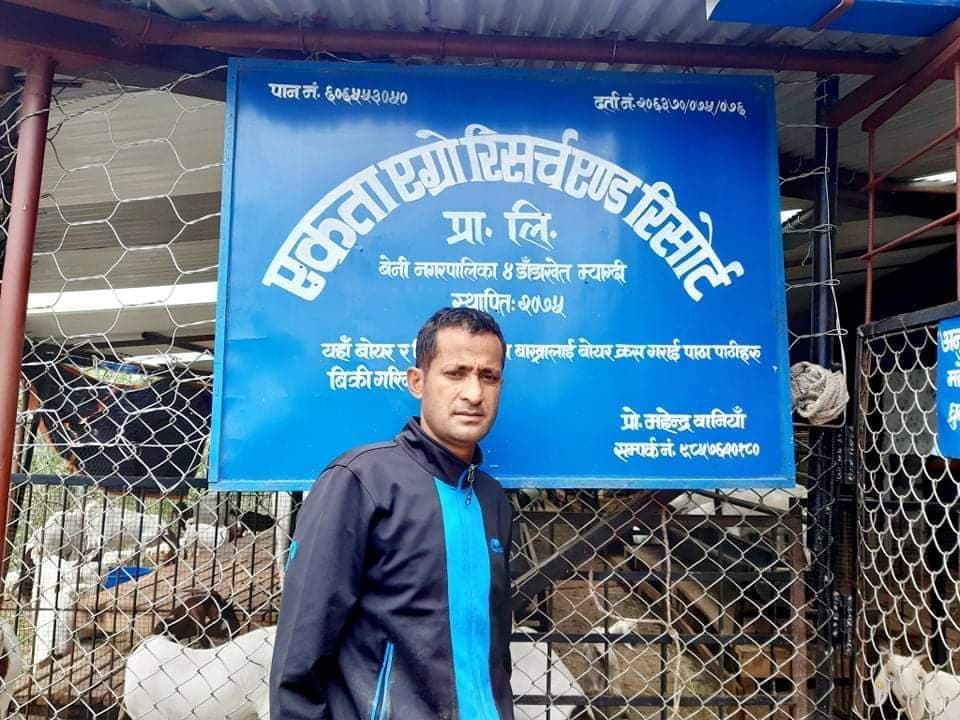 कोरियाको कमाइ नेपालमा लगानी, २ करोडको लागतमा बाख्रापालन 