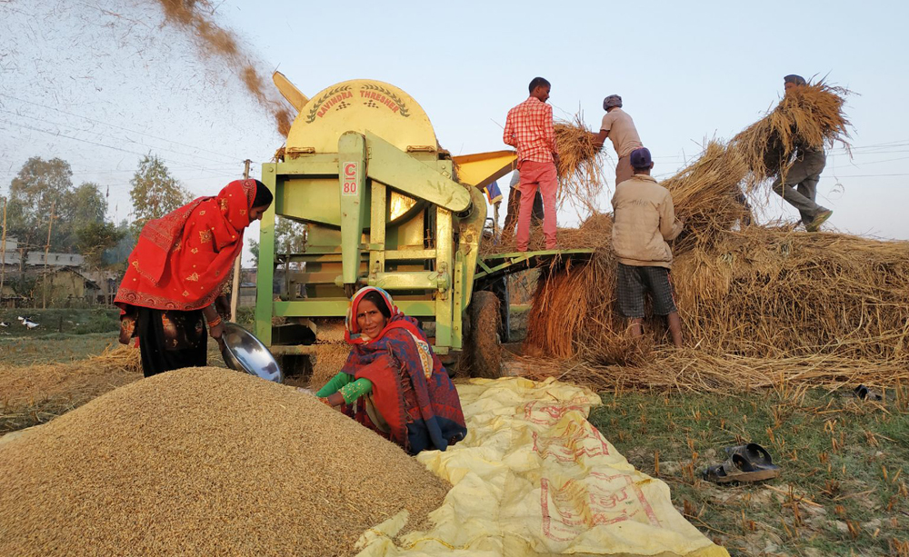 एक प्रतिशत क्षेत्रफल बढ्दा १.२८ प्रतिशत धान उत्पादन बढ्यो