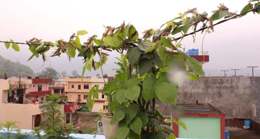 लगातारको वर्षाले नेपाल भित्रिएका सलह निष्क्रिय हुँदै