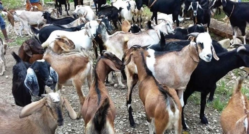 पोखरामा च्याङ्ग्राको भाउ बढेपछि खसीबोकाको माग बढ्यो