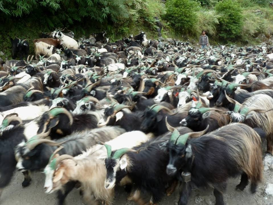 दसैंलाई लक्षित गरी मुस्ताङबाट १२ हजार भेडा–च्याङ्ग्रा निकासी
