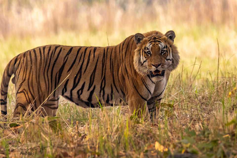 आज विश्व वन्यजन्तु दिवसः तस्बिरमा हेर्नुहोस् नेपालका विभिन्न ठाउँमा खिचिएका वन्यजन्तुहरू