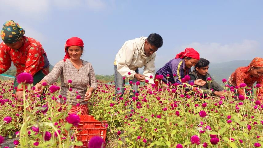 कृषिकर्मबाट समृद्धि देख्ने तीन युवाकोे व्यावसायिक फूल खेती