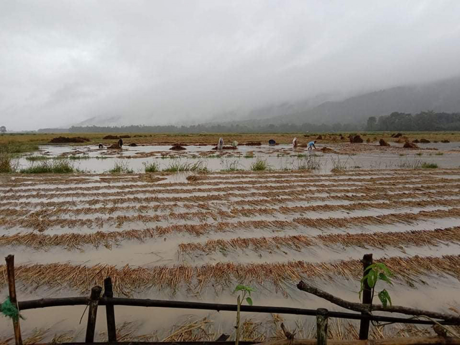 अविरल वर्षाले धानबालीमा क्षति