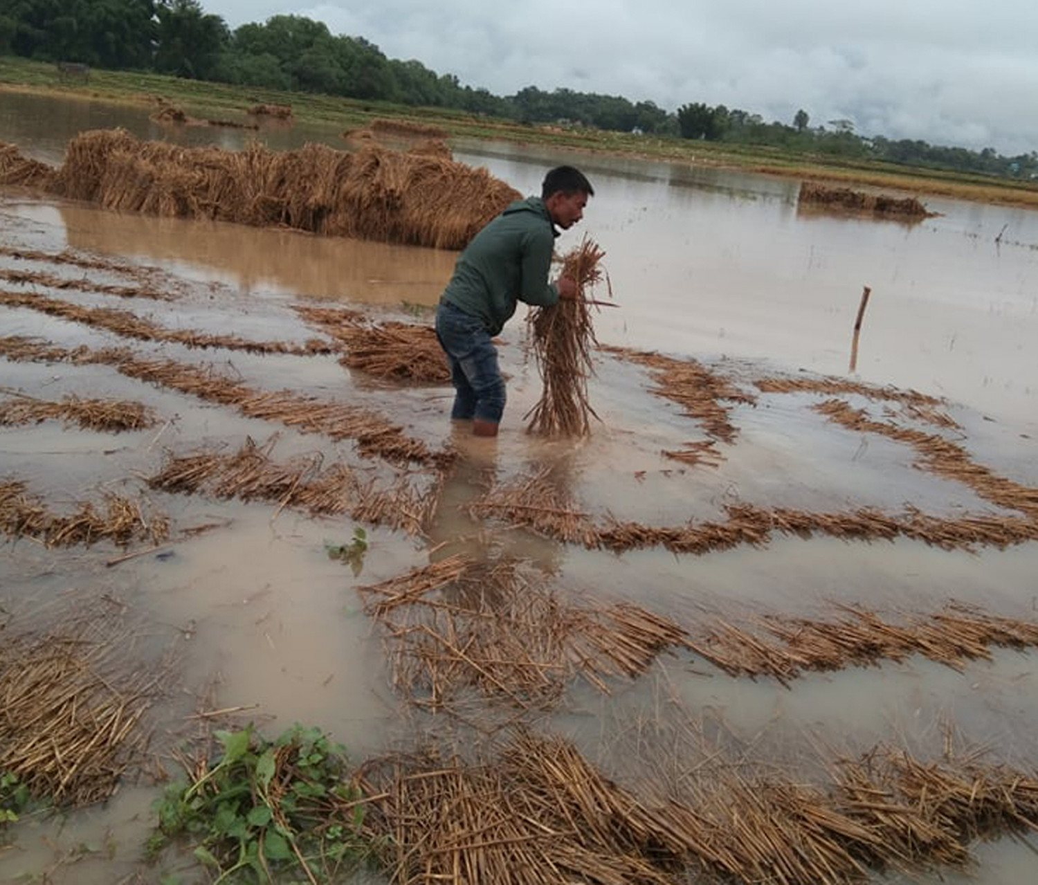 बेमौसमी वर्षातले क्षति व्यहोरेका बाँकेका किसान राहतकाे पर्खाइमा