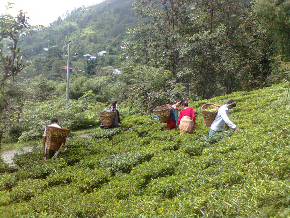 गुणस्तर वृद्धि गर्न चिया काट्न सिकाइँदै