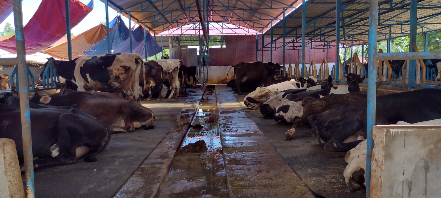 २० करोड लगानीमा गाईपालन, दैनिक ७०० लिटर दूध उत्पादन  