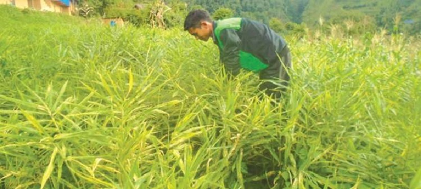 व्यापारी गाउँमा नआउँदा बारीमै थन्कियो किसानको अदुवा