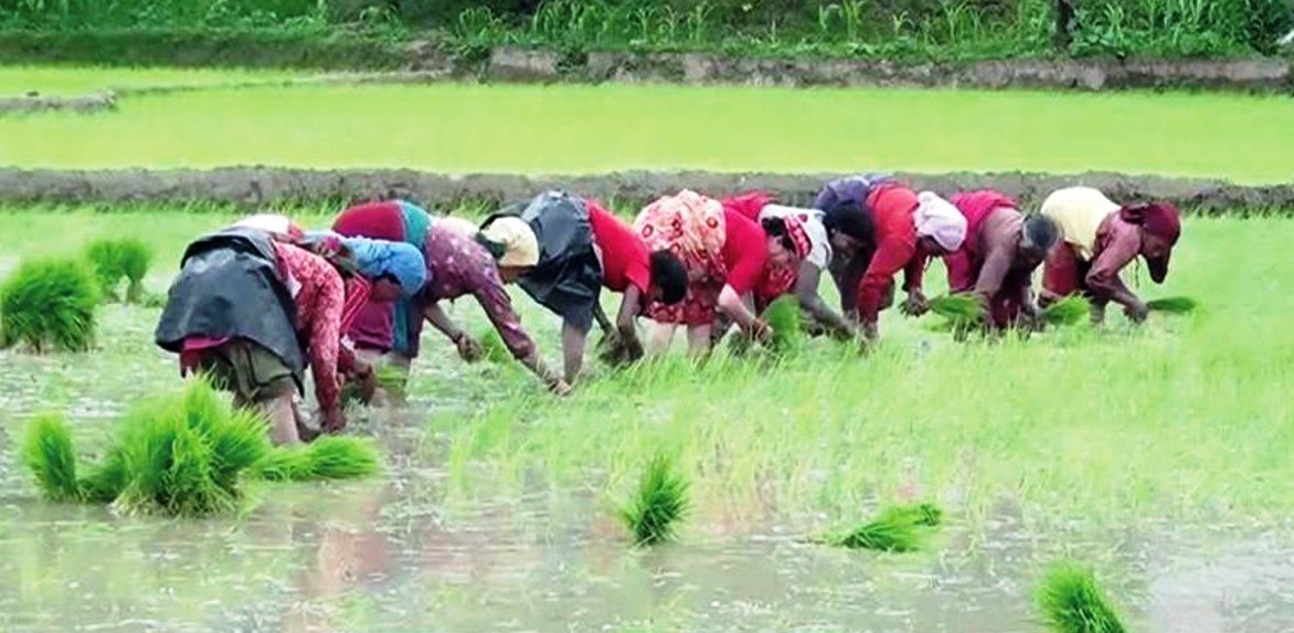 मार्सी धान फलाउन छुमचौर पर्यटकीय गन्तव्यको सूचीमा