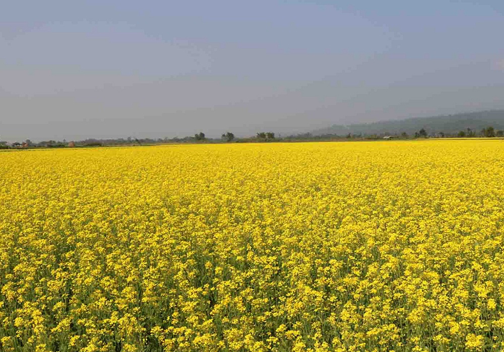 नवलपुरमा तोरी उत्पादन घट्दै