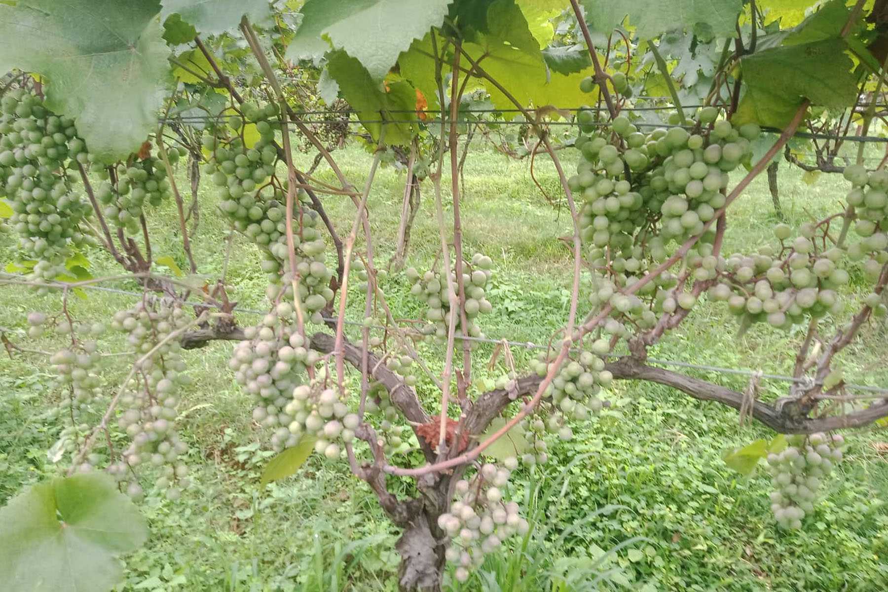 व्यवसायी कुमार कार्कीको अंगुरखेतीमा ५० करोड लगानी, वाइन र जुसमा आत्मनिर्भर बनाउने योजना