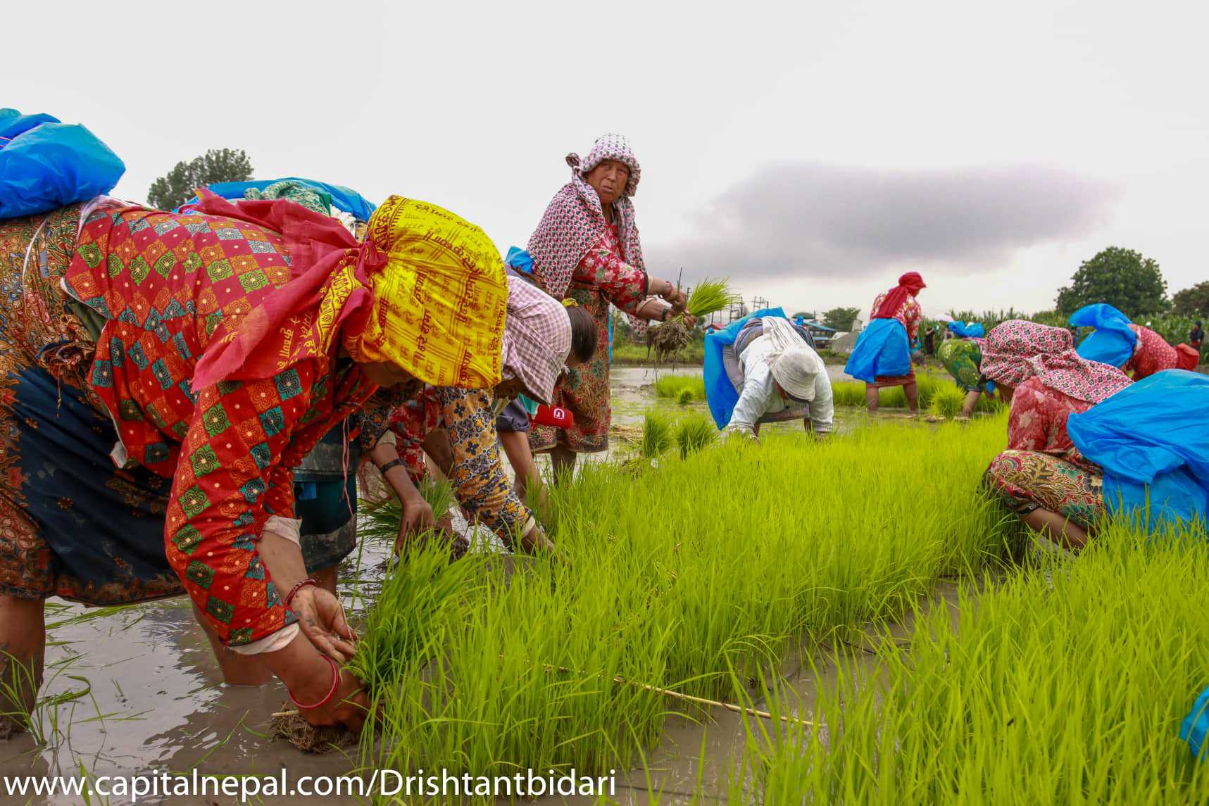 बागमती प्रदेशमा ८८ प्रतिशत धान रोपाइँ