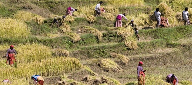   गत बर्षभन्दा ५९ हजार टन कम धान उत्पादन  