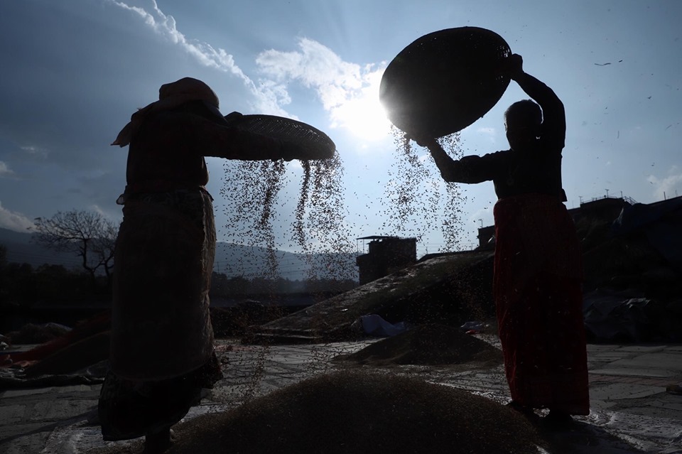 भक्तपुरमा धान भित्राउने चटारो (फोटो फिचर)