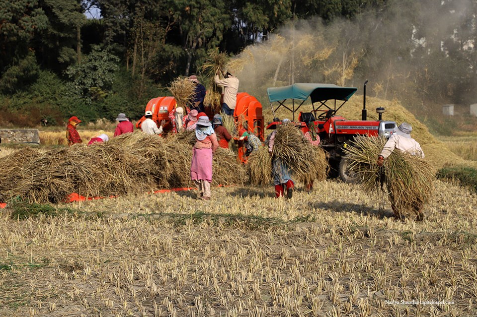 धान थन्क्याउने चटारोमा किसान(फोटोफिचर)