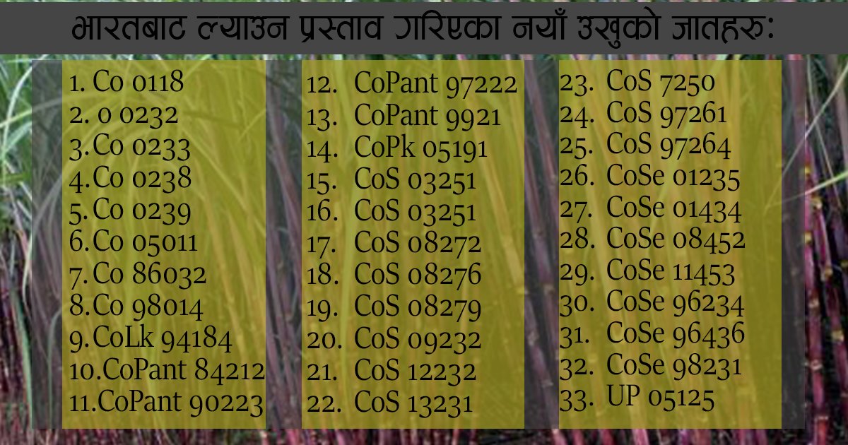 नेपालले अनुदानमा माग्यो भारतसँग ३३ नयाँ जातका उखुको बीउ , २० प्रतिशत उत्पादन बढ्ने