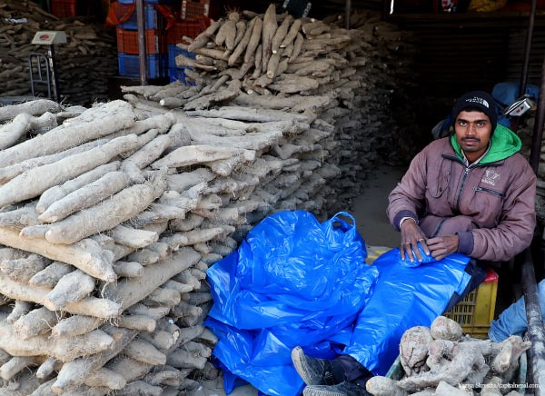 माघे संक्रान्तिमा १५ करोडको तरुल, ९९ प्रतिशत नै स्वदेशी काराेबार