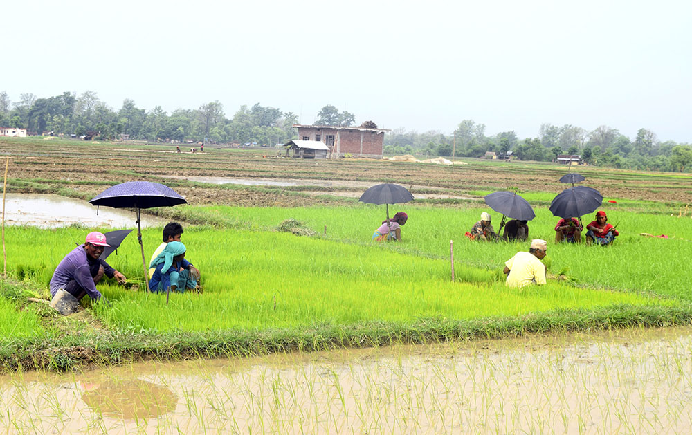 ५६ प्रतिशत रोपाइँ सम्पन्न