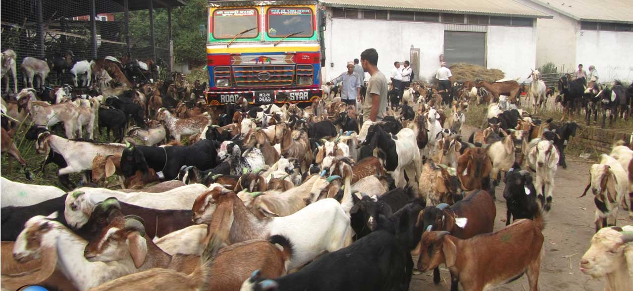 खसीबोका आयातमा ४८ प्रतिशतले कमी, पछिल्लाे पाँच महिनामा ९० ओटा खसी आयात