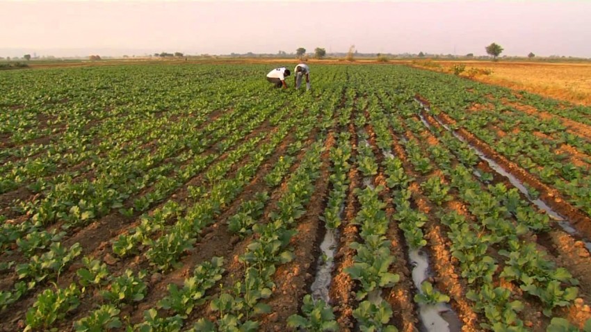 कृषिजन्य उत्पादनमा आत्मनिर्भर हुन बर्दिवास नगरपालिकाले सुरु ग¥यो ‘मेयर कृषि कार्यक्रम’