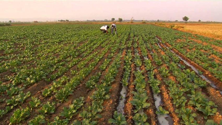 मुख्य क्षेत्रमा नमूना कृषि गाउँ बनाइने