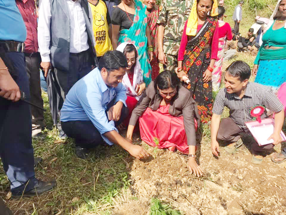 सामूहिक खेती प्रणालीलाई जोड दिँदै स्याङ्जामा सहकारीमार्फत चक्लाबन्दी खेती सुरू