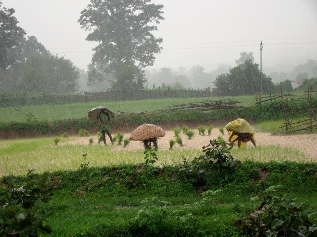 मनसुनी वर्षा सक्रिय हुन नसक्दा बाली प्रभावित