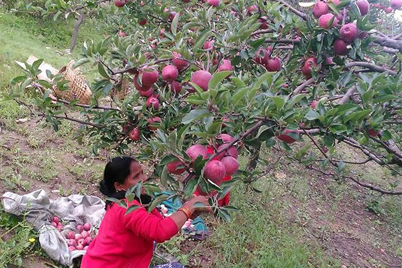 नपाकेका स्याउ नटिप्न सुझाव