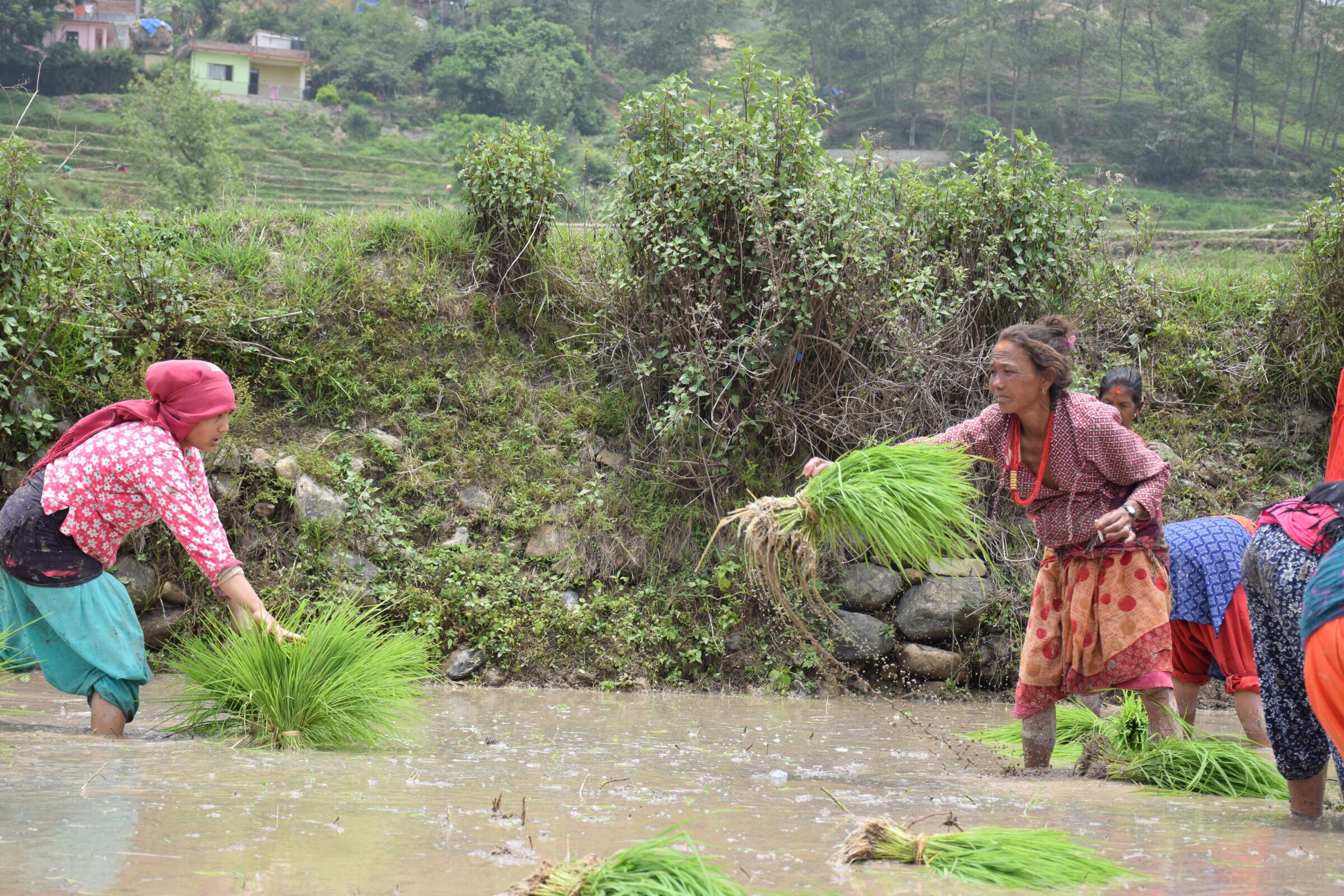 गत वर्षकै हाराहारीमा रोपाइँ, देशभर ८० प्रतिशत मात्रै