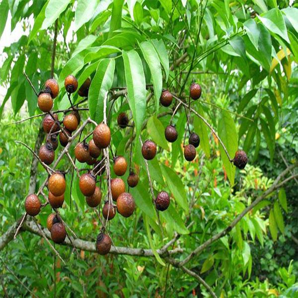 रुद्राक्ष जोगाउनै मुस्किल