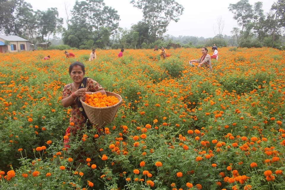 फूल खेतीमा भरतपुरका महिला , ५ लाख बढी आम्दानी गर्ने लक्ष्य 