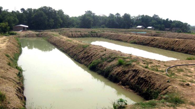 निकुञ्जकाे वन्यजन्तुले अन्नबाली खाइदिएपछि मध्यवर्ती क्षेत्रका स्थानीयले माछापालन थाले