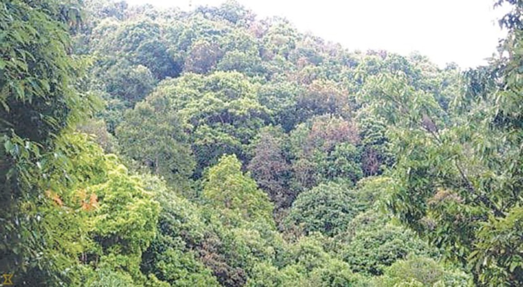 वन क्षेत्र प्रयोग गर्ने कार्यविधि स्वीकृत, जलविद्युत आयोजनालाई सहज 