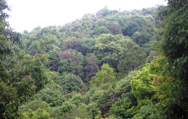 कृत्रिमताल निर्माणले जङ्गली जनावर पुरानै बासस्थानमा फर्के