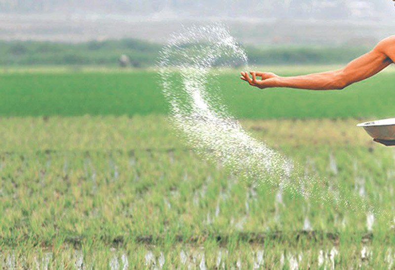 धान गोड्ने बेलासम्म पनि किसानले पाएनन् मल, डेढ लाख टन युरिया अपुग