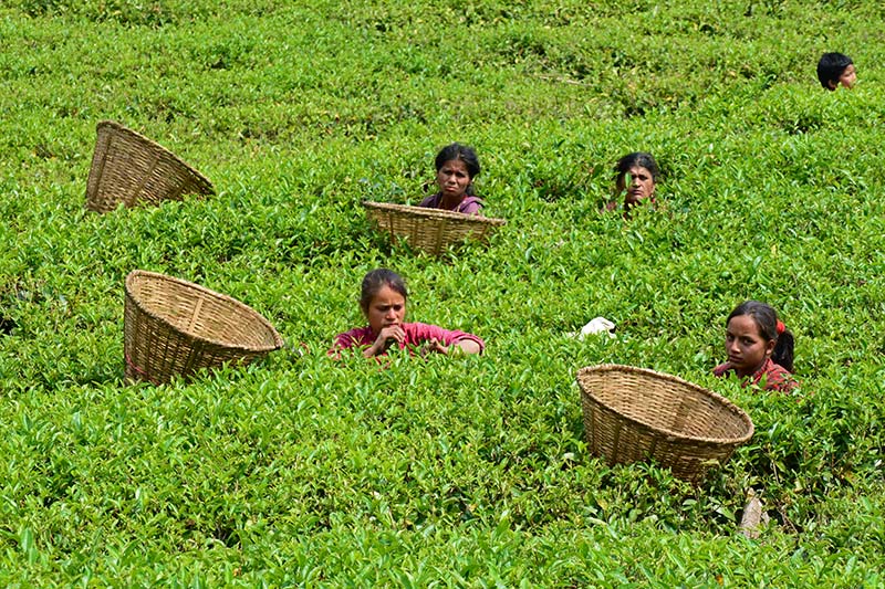 नेपालमा पर्छ एक किलो चियाको मूल्य ३५ हजार 