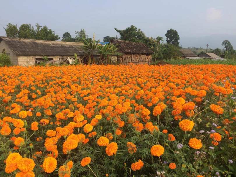 फूलमा आत्मनिर्भर बन्दै, तिहारमा १ करोडको कारोबार हुने