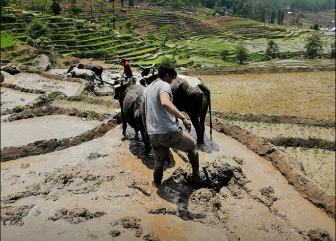 चितवनमा ४७, दैलेखमा ६० र तनहुँमा ३० प्रतिशत मात्र रोपाइँ