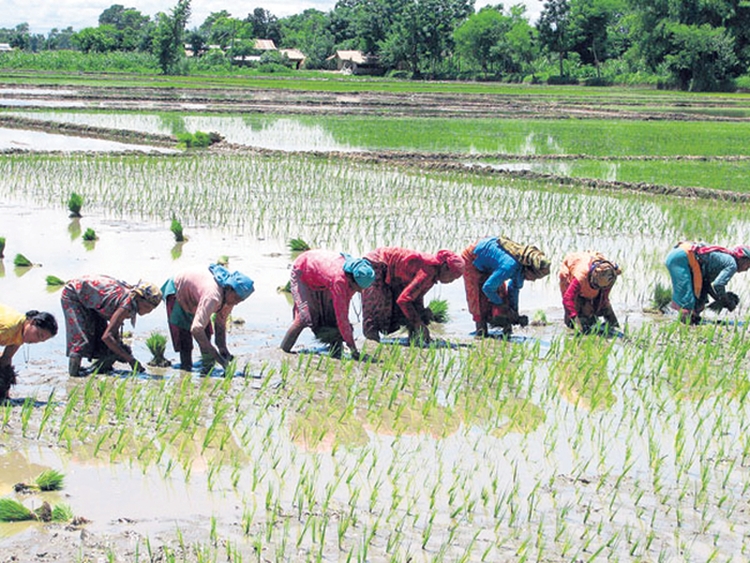  धान उत्पादन १० प्रतिशतसम्म घटने प्रक्षेपण, नक्कली बीउ र फौजी किरा मुख्य समस्या