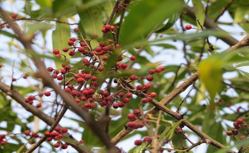 टिमुरखेतीमा युवा आकर्षित